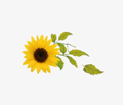 SUNFLOWER.jpg