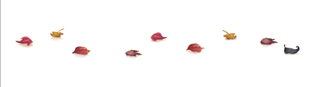 leaves graphic leaves graphic